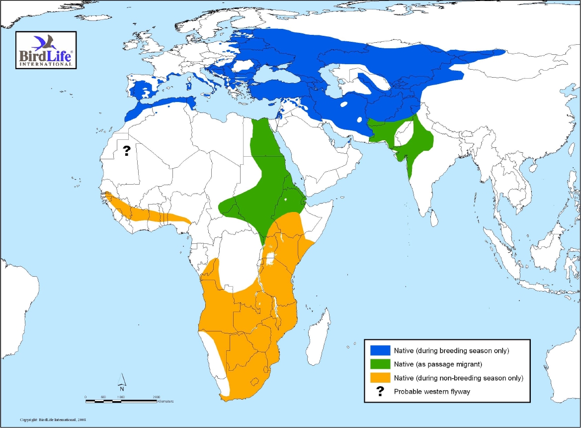 Source: Kovacs A., Barov B., Orhun C., Gallo-Orsi U. (2008) International Species Action Plan for the European Roller <i>Coracias garrulus garrulus</i>