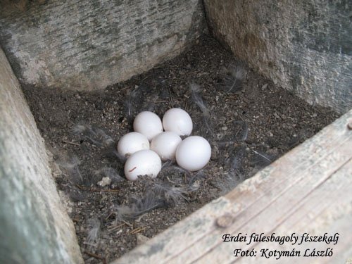 Na dnu kućice se već nalaze jaja (Foto: Kotymán László)