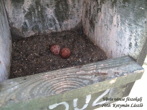Vörös vércse első tojásai (Fotó: Kotymán László)