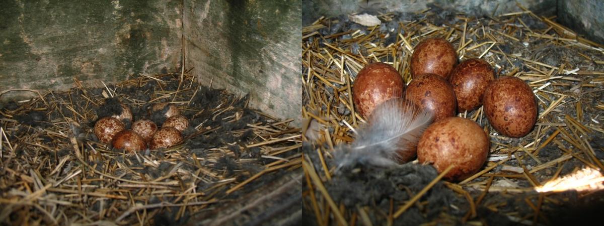 Vannak még szép számmal gazdag évet ígérő, 7 tojásos fészkek is (Fotók: Solt Szabolcs)