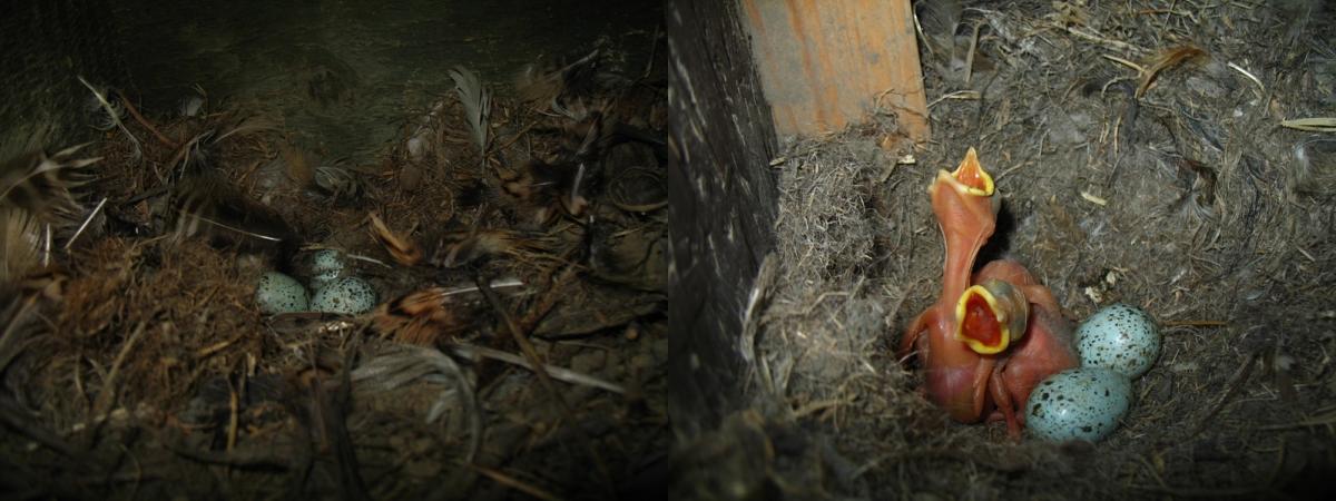 Gnezdo čavke sa perjem postavljeno, puno jaja i mladunaca, ali neuobičajeno bez grana (Foto: Solt Szabolcs)