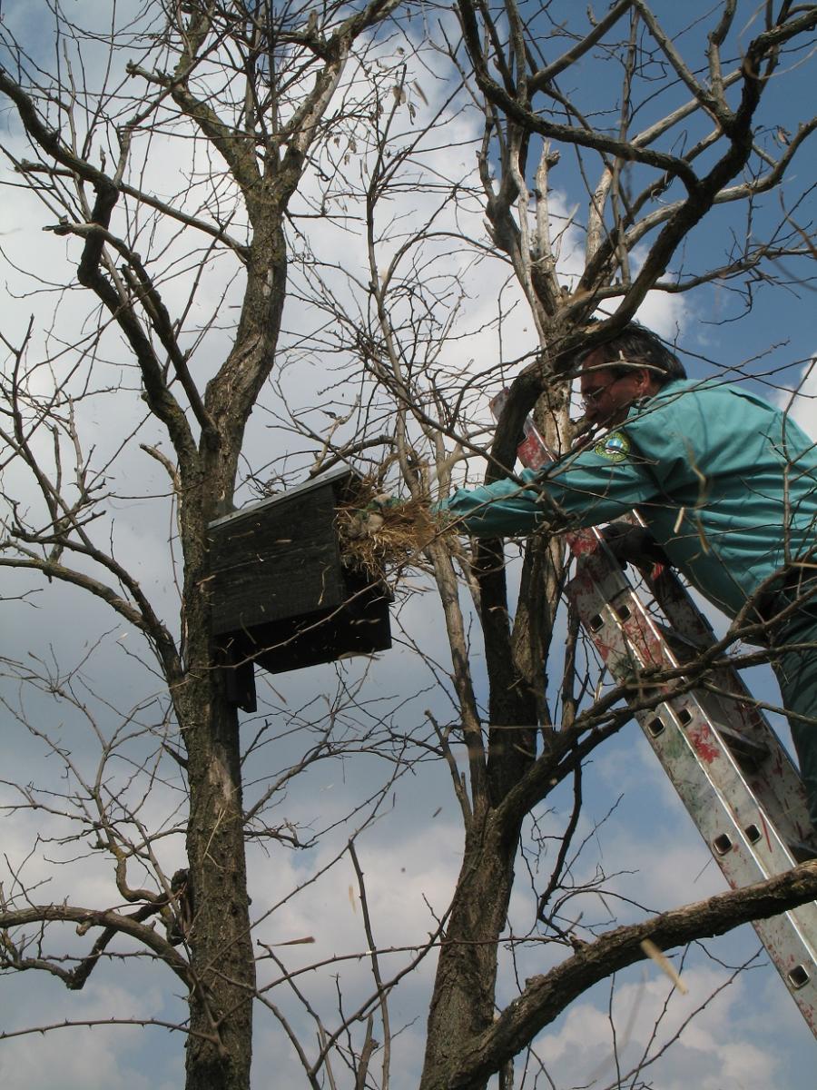 Nest-box maintenance 2. (Photo: Szabolcs Solt) 