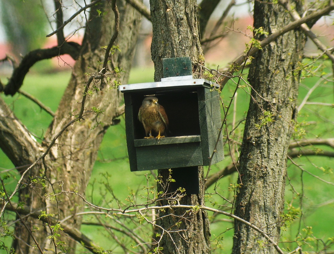 Male kestrel occupying a nest-box (Photo: Attila Nagy)