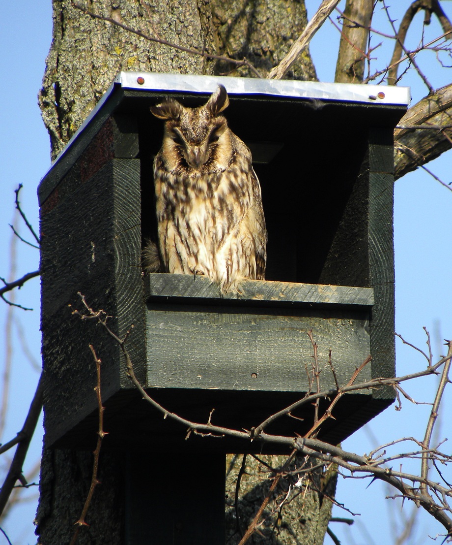 Long-eared Owl residence (Photo: Attila Nagy)